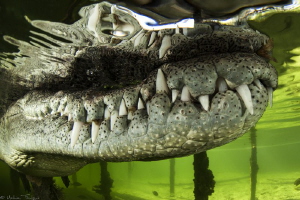 Crocodylus acutus2 by Mathieu Foulquié 